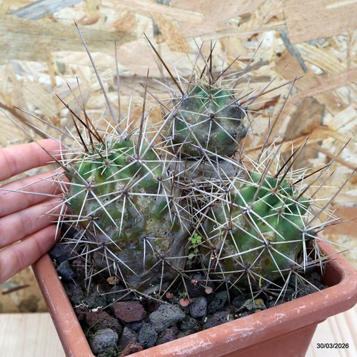 Echinocereus engelmannii vaso - engelmannii,