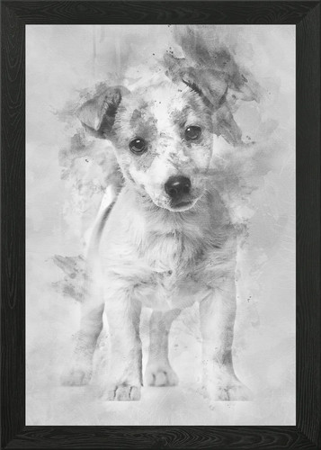 Jack russell cucciolo - jack, mesi