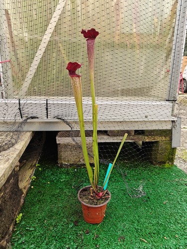 Sarracenia leuco x - #34,