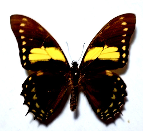 Papilio menatius ssp eurotas - papilio,