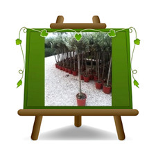 Olivi Nocellara del Belice