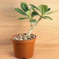 Adenium obesum ,  pot 10 cm