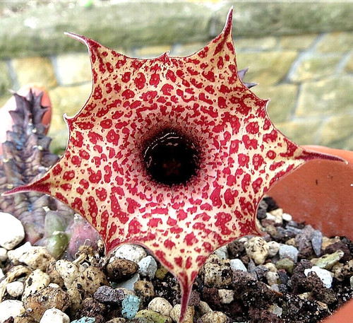 Stelo radice nuda huernia - stelo,