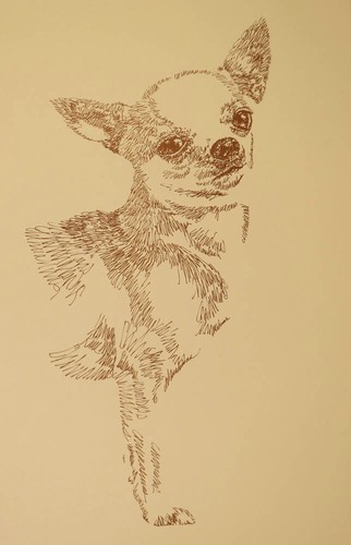 Stampa artistica chihuahua - artistica,