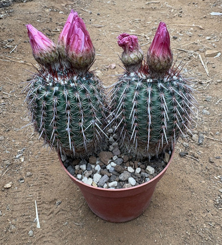 Parodia rutilans pianta da - rutilans,