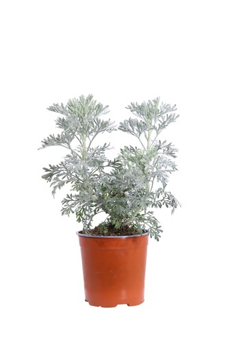 Pianta vera artemisia - pianta,