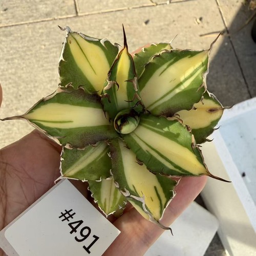 Sale rare cacti agave - agave, titanota