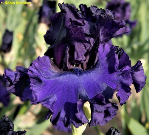 Iris grand noble keith - noble', (keith