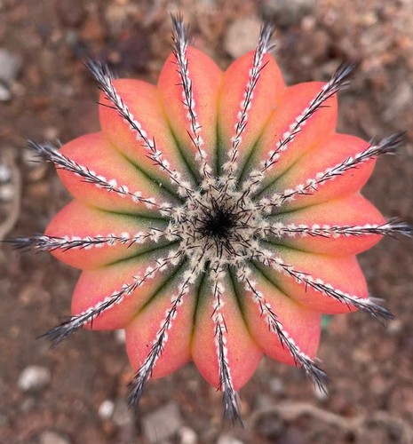 Rafte raro cactus - g-rafte,