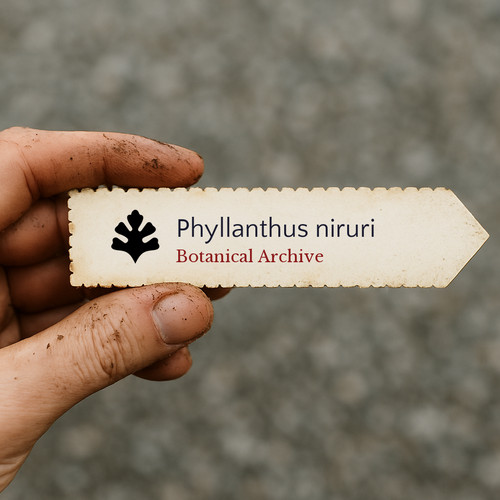 Phyllanthus niruri 10000 - phyllanthus,