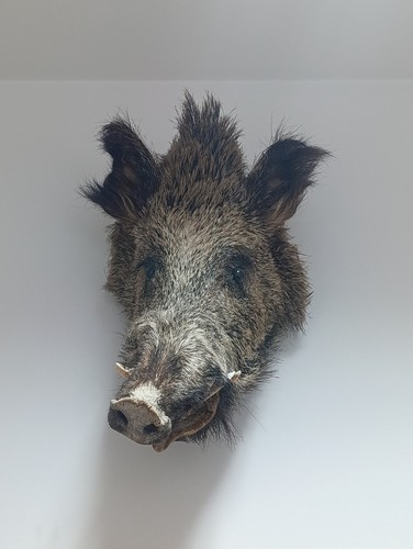 Testa cinghiale trofeo - di,
