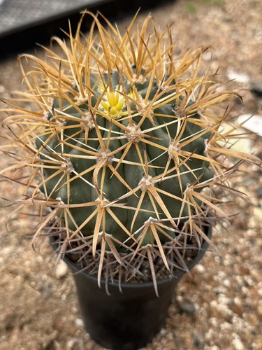 Ferocactus chrysacanthus spine