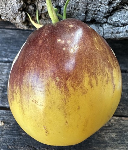 Pomodoro russo bluz - russo, na