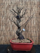Bonsai melo 48cm visita - melo,