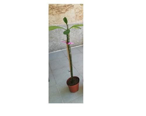 Pianta frangipani - pianta,