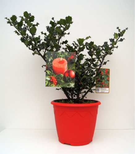 Ilex meserveae blue angel - ilex,