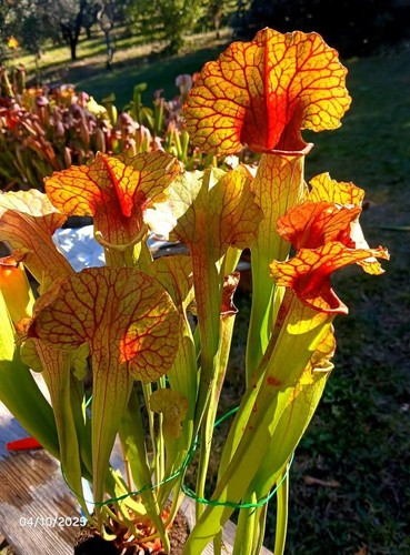 Sarracenia pharaoh mad - sarracenia, "pharaoh"