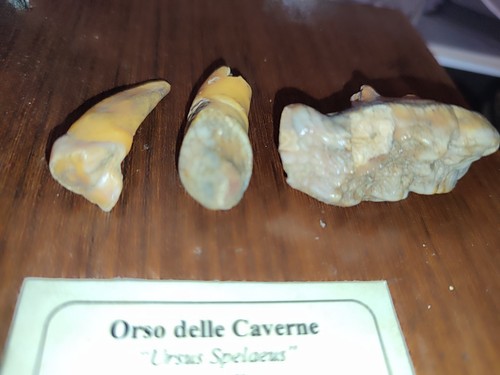 Denti fossili orso - fossili, di