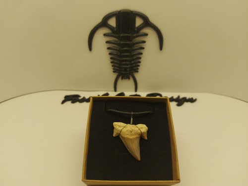 Fossil tooth shark pendente - tooth,