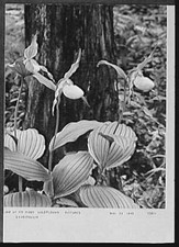 Foto:Cypripedium Wildflower