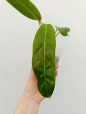 Philodendron PATRICIAE