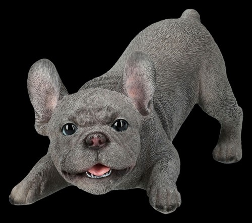 Francese bulldog figura - figura,