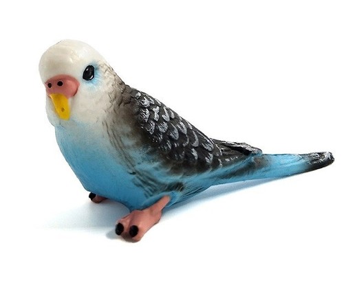 Pappagallo blu uccellino