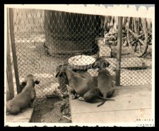 Foto, mostra di cani di razza Erzgeb., Teckel, scatti dei cuccioli 2, 5026-1230