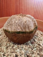 Merremia tuberosa, Caudex 10