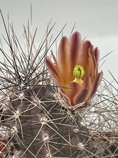 Echinocereus mapimensis orange - echinocereus,