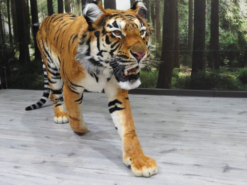 Montaggio tigre tassidermia