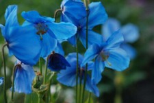 1500 SEMI DI PAPAVERO BLU