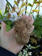 Impatiens phengklaii Caudex