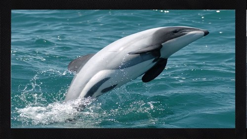 Hectors dolphin ocean bar - ocean,
