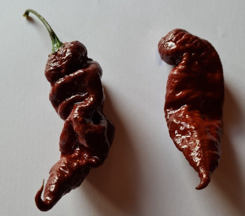 Semi peperoncino t rex - di,