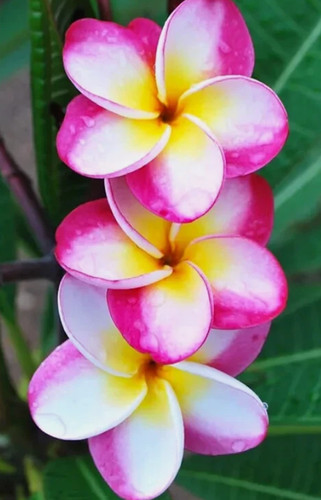Semi mix plumeria danai - di,