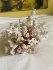 Corallo Bianco Pezzo