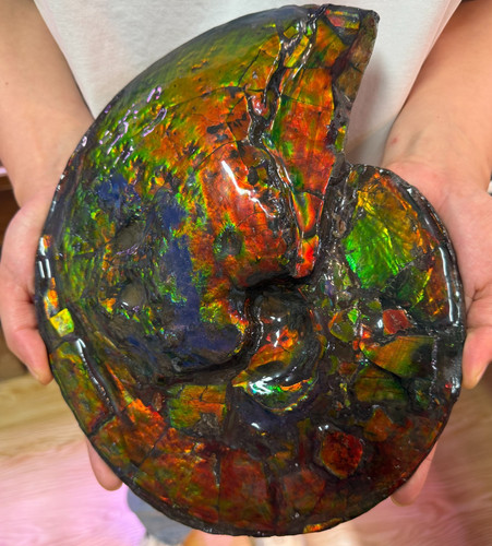 Ammolite arcobaleno naturale