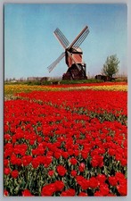 Vivai Blossom Knoll, campo di