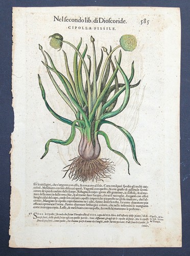 Stampa antica 1565 pietro