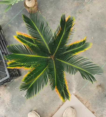 Cycas revoluta aurea wysiwyg - "aurea",