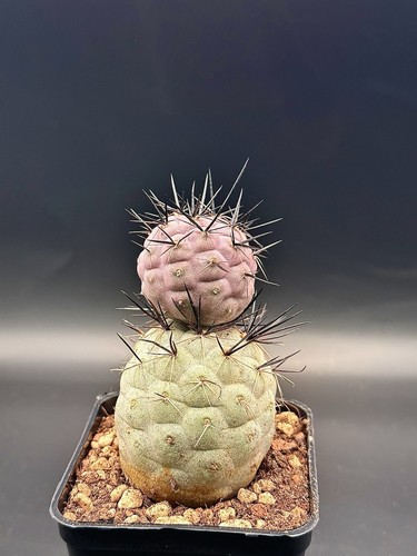 Tephrocactus geometricus