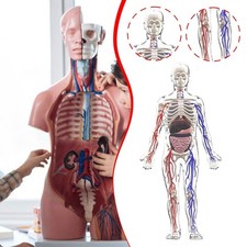 Kit di modelli di scheletro