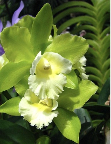 Green shade cattleya orchid - cattleya,