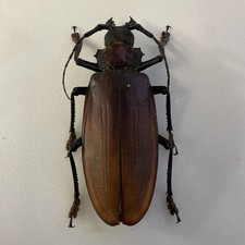 Entomologia * Celeoptera *