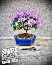 Rododendro pemakoense "Snipe"