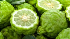 Pianta bergamotto 2 anni - di,