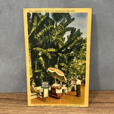 CARTOLINA PICCOLA COLORI VINTAGE COLLEZIONE BANANA TREES IN PERSHING SQUARE