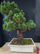 bonsai di pino pentaphilla h