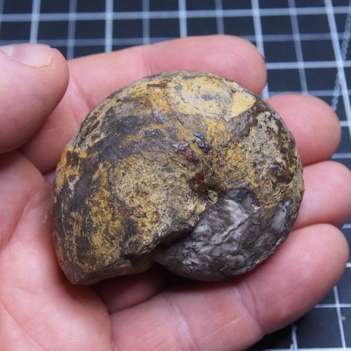 Goniatite devoniana - mm,